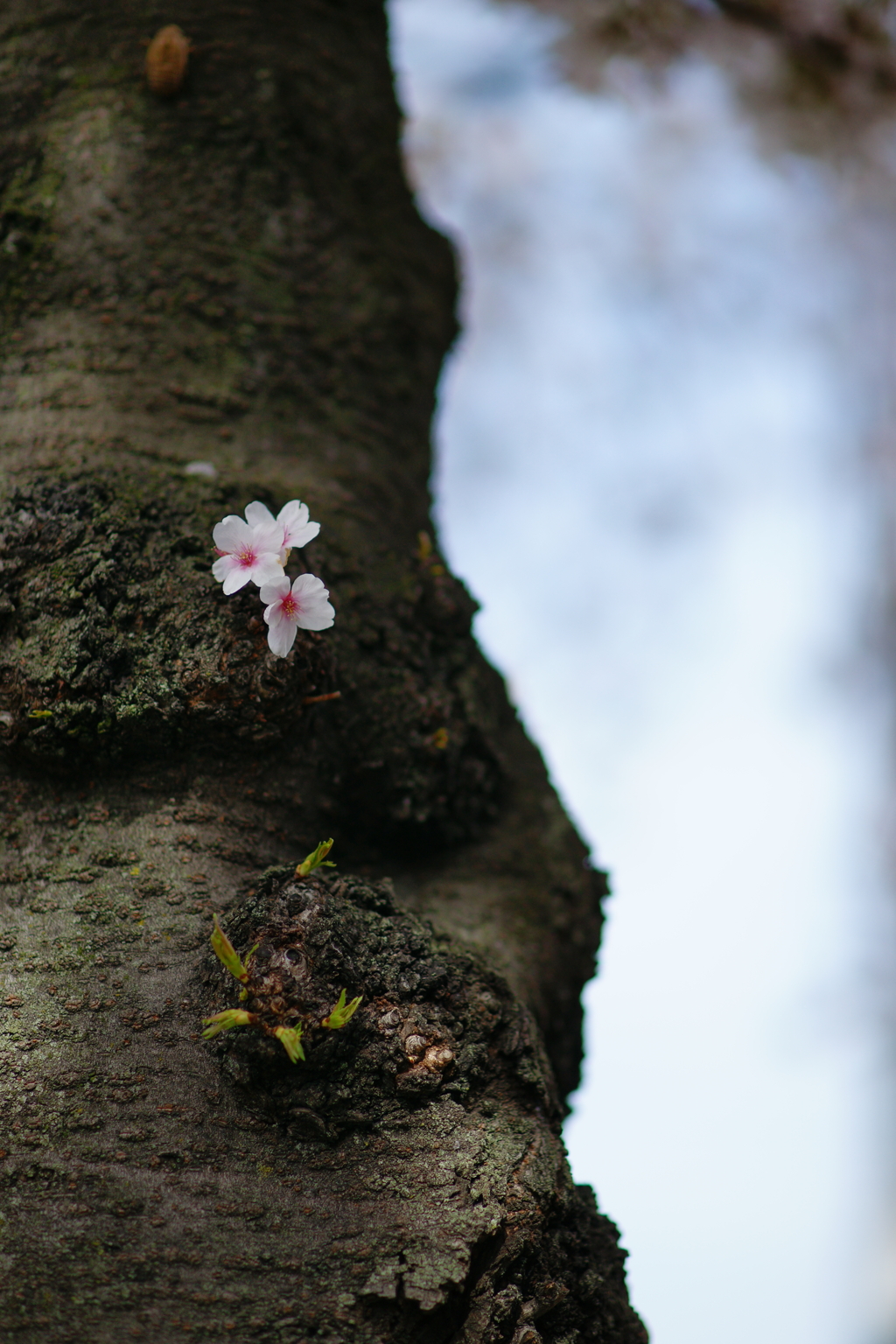 桜　DSC04324