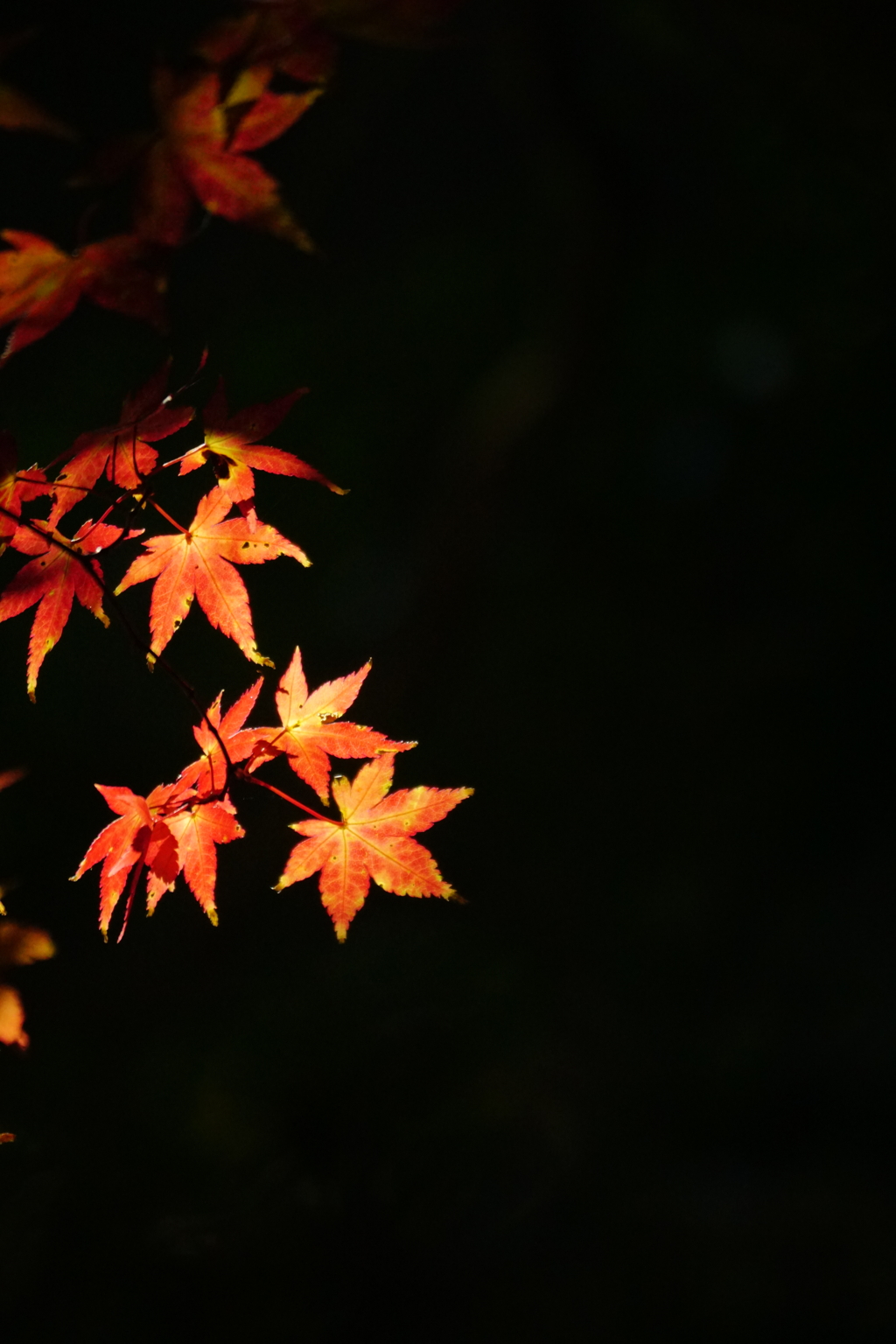 紅葉 DSC01637