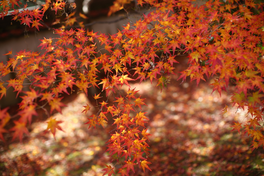 紅葉　DSC06918
