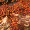 紅葉　DSC06918