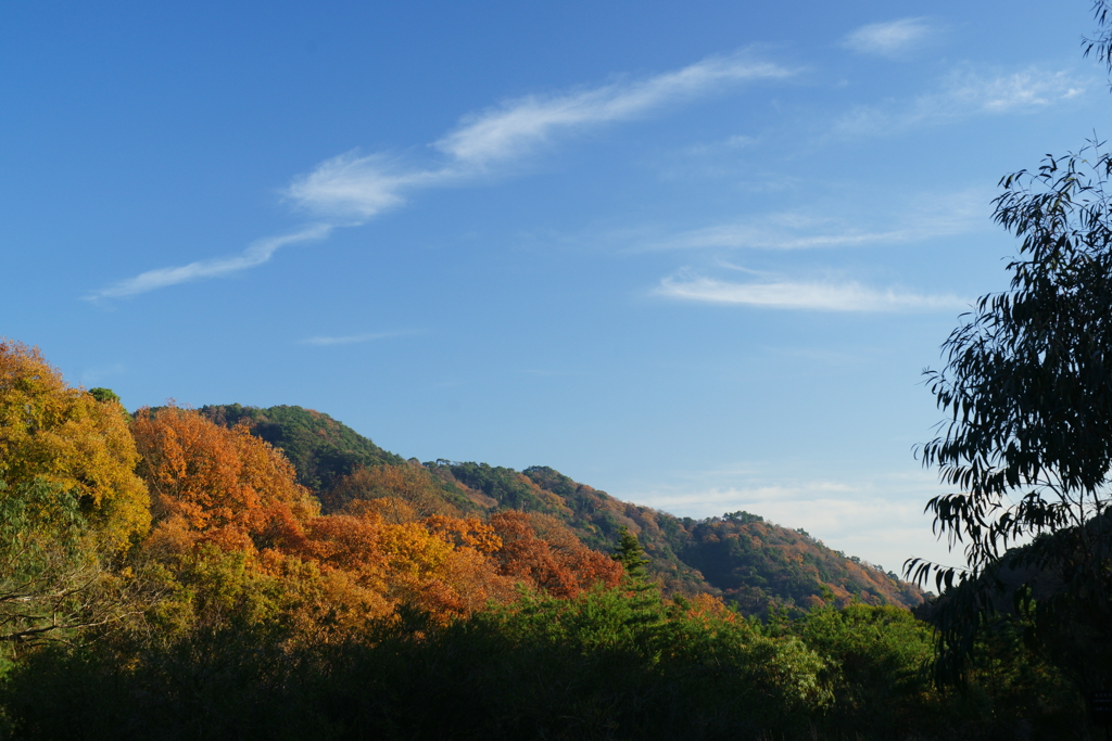 2016　紅葉９