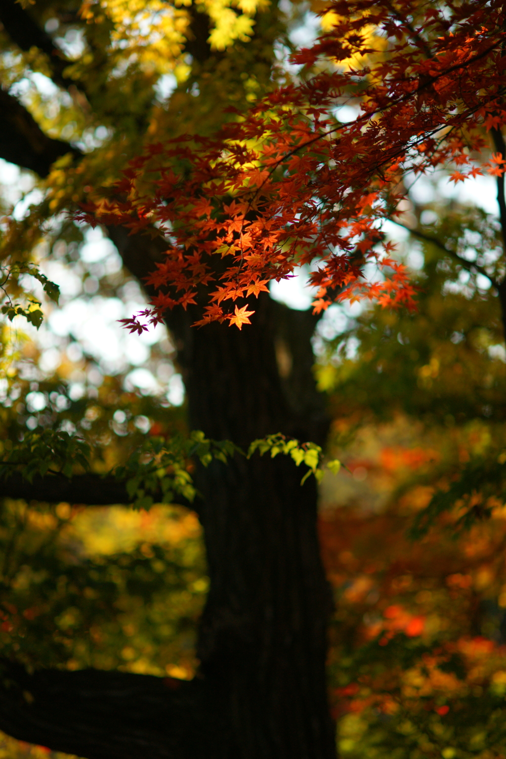 紅葉　DSC05701