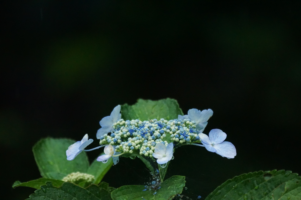 紫陽花DSC05657
