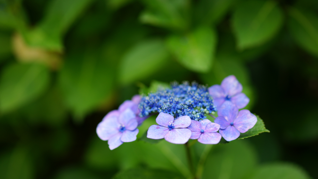 紫陽花　DSC06681