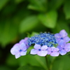 紫陽花　DSC06681