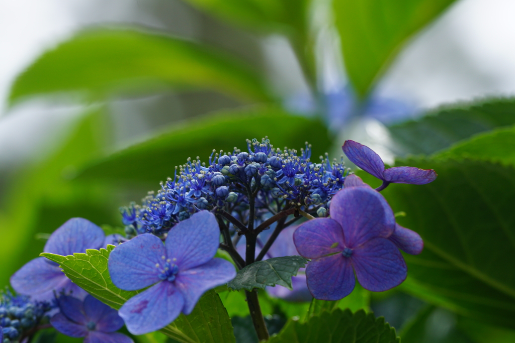 紫陽花DSC02279