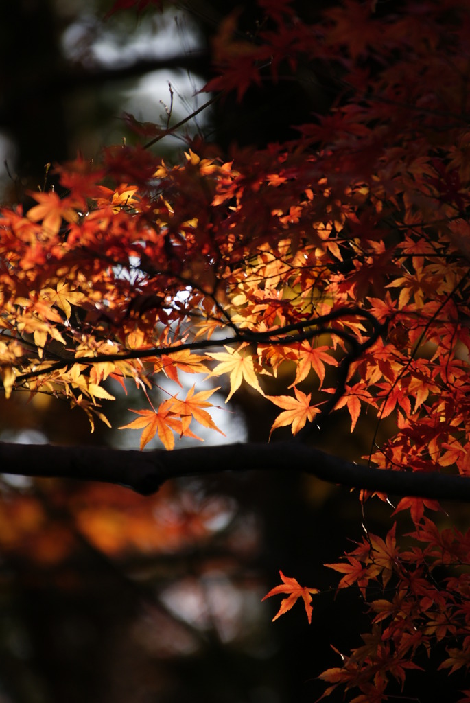 龍安寺１