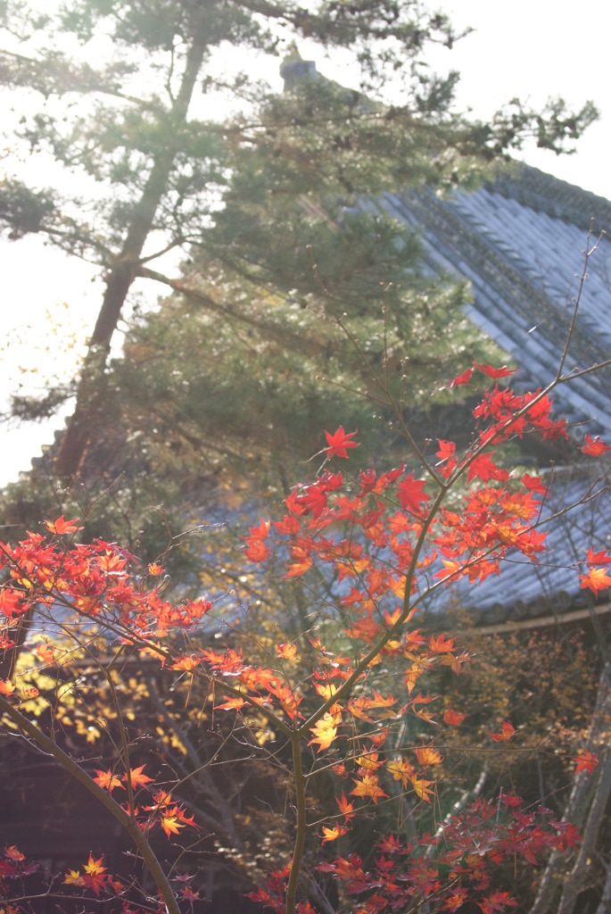 仁和寺
