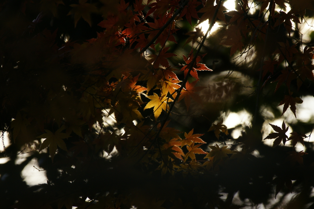 2016　紅葉１７