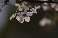 2014 桜　１０