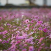 秋桜　DSC01611