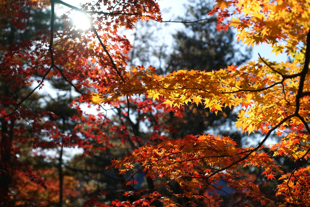 ２０１２　京都　仁和寺３