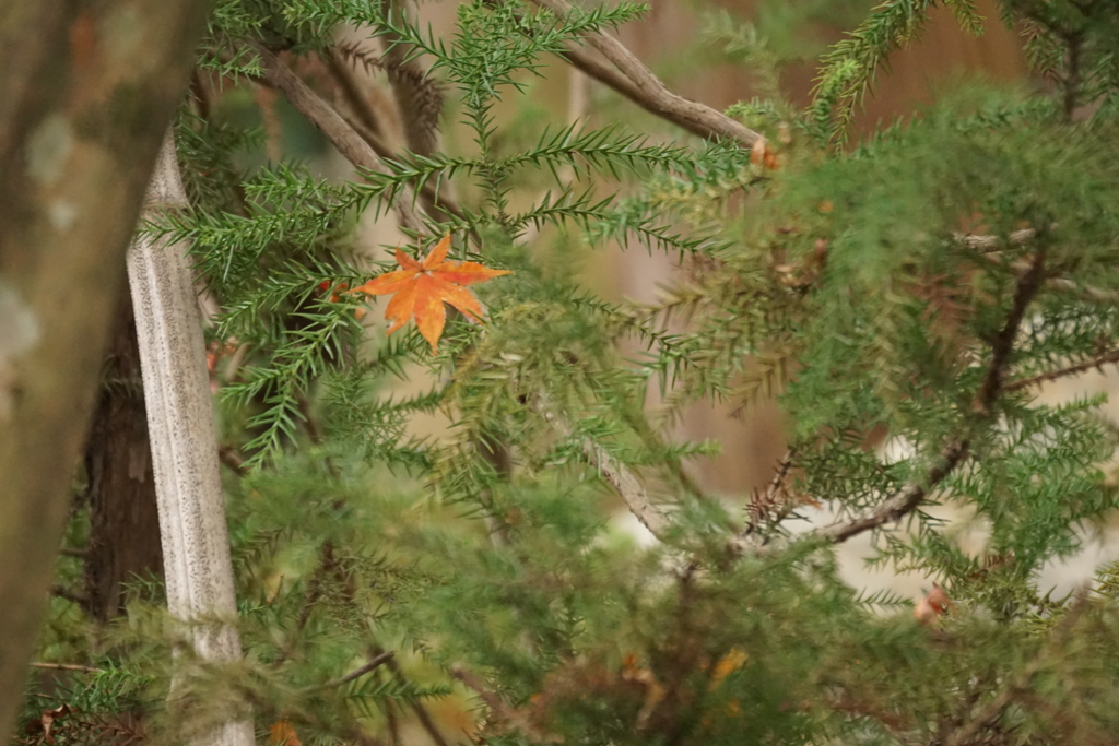 紅葉４