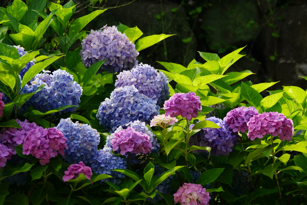 紫陽花　DSC03269