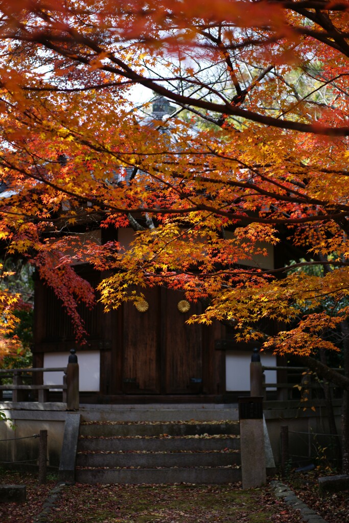 紅葉　DSC06910