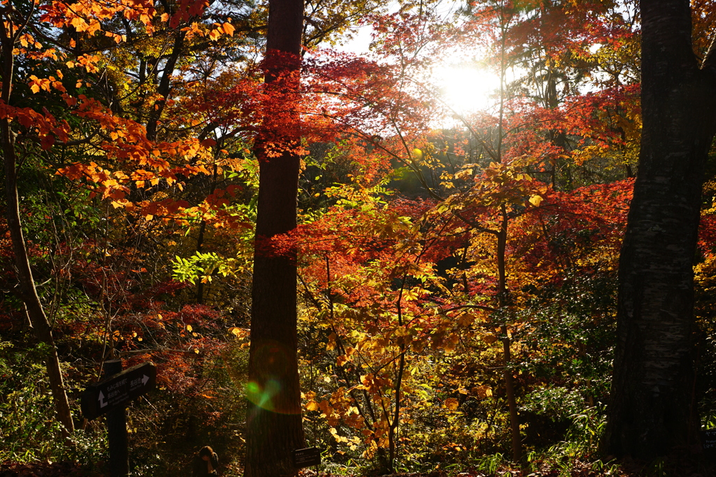 紅葉　DSC01287