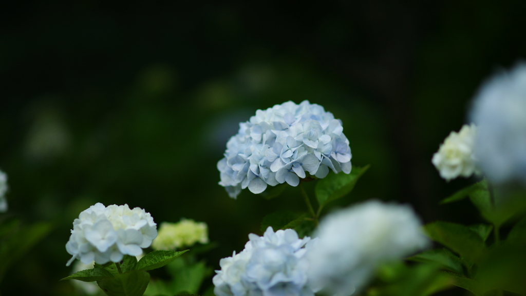 紫陽花　DSC06842