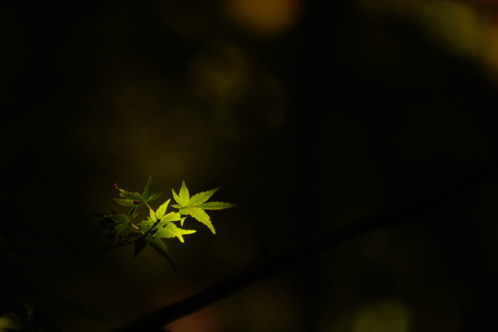 紅葉　DSC06366