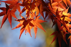 ２０１３　紅葉１０