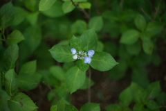 紫陽花DSC00741