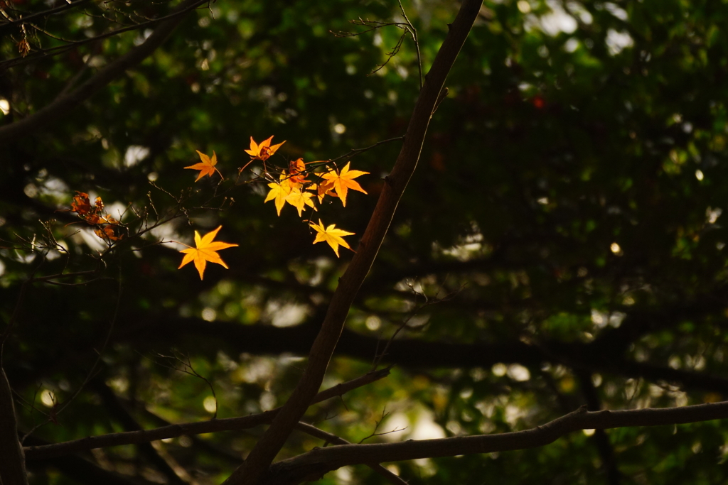 紅葉　DSC00065