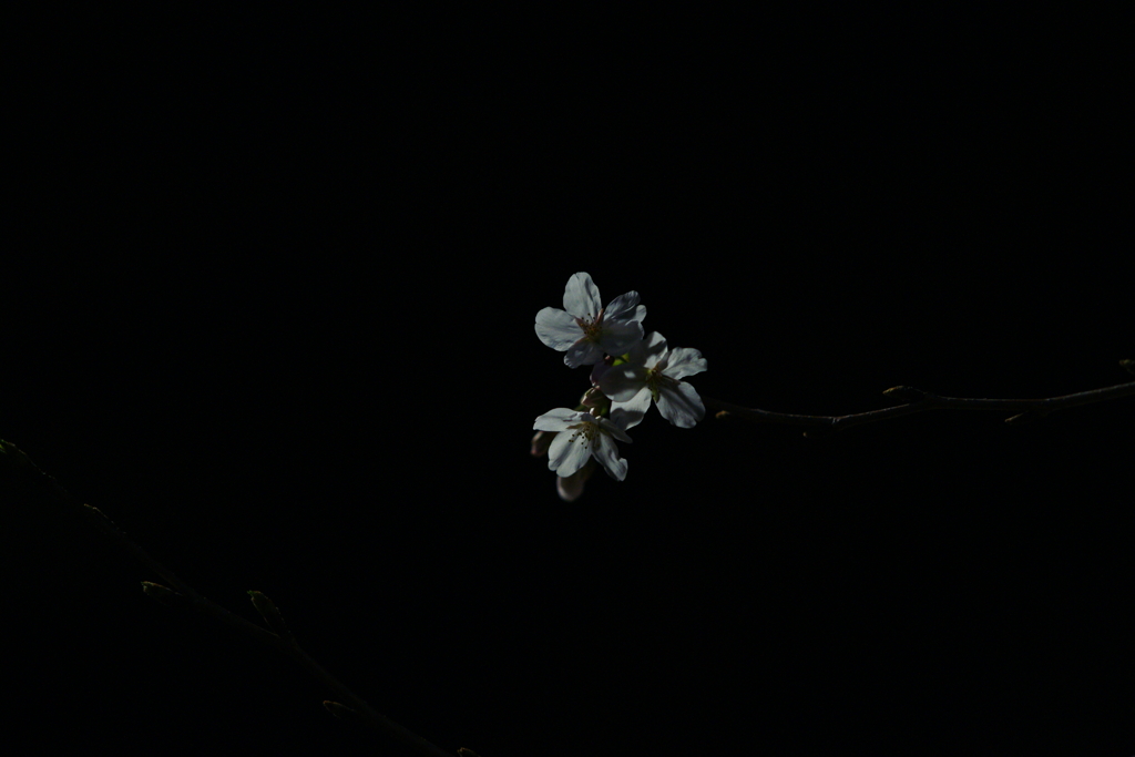 夜桜DSC02275