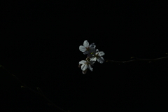 夜桜DSC02275