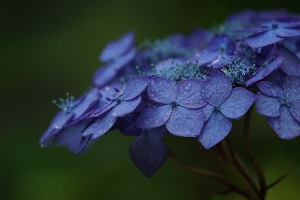 紫陽花DSC05609