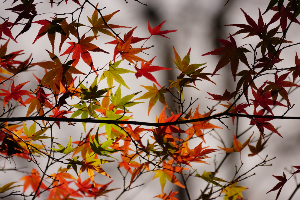 紅葉　DSC00041