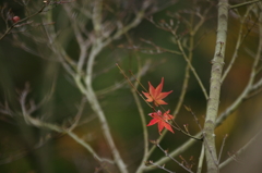 ２０１５　龍安寺　４