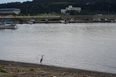 鷺　DSC04371