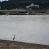 鷺　DSC04371