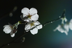 桜　DSC01321