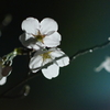 桜　DSC01321