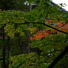 紅葉　DSC00954