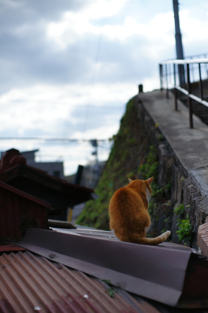 尾道　猫