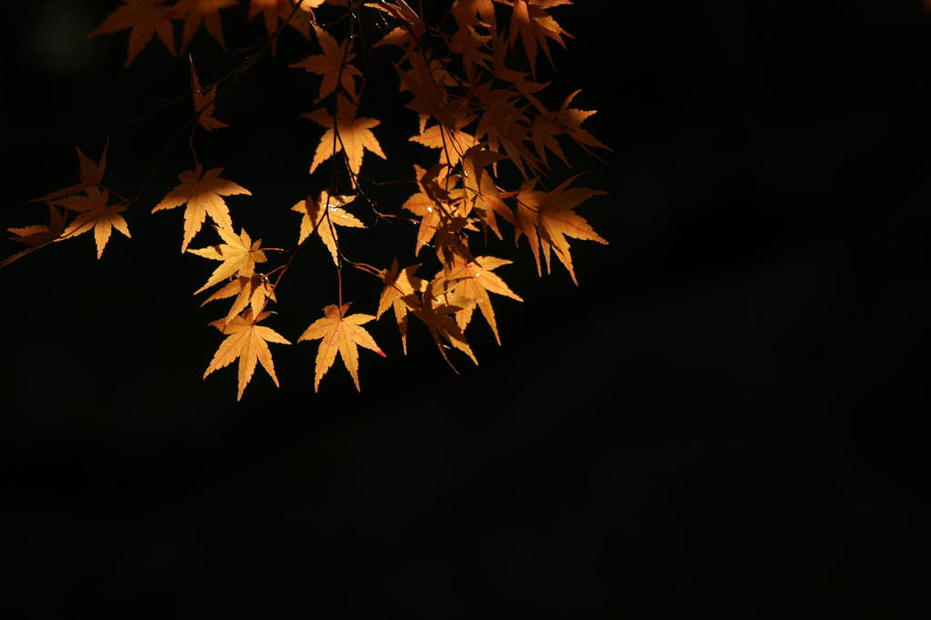 ２０１２　京都　龍安寺３