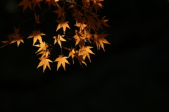 ２０１２　京都　龍安寺３