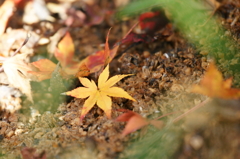 ２０１４　紅葉　５