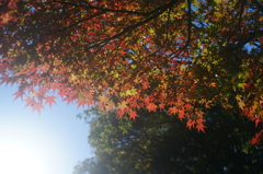 ２０１３　紅葉３