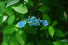 あじさい４
