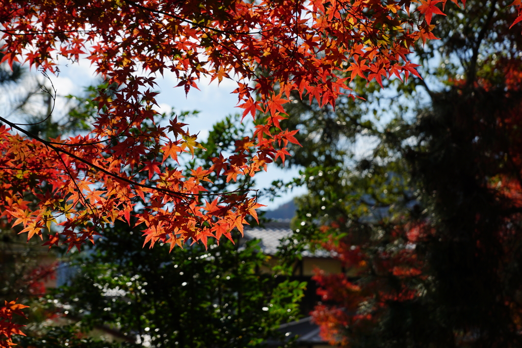 紅葉　DSC01439