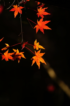 紅葉DSC06387