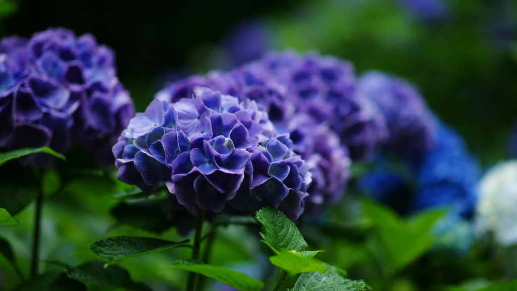 紫陽花　DSC07025