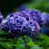 紫陽花　DSC07025