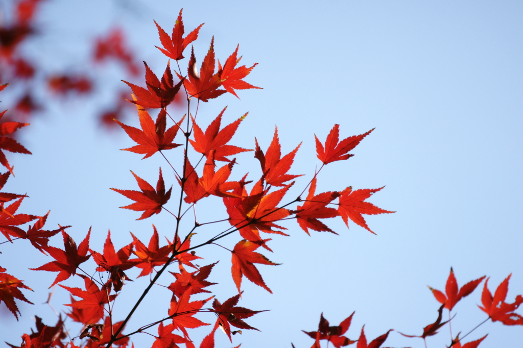 ２０１３　紅葉８