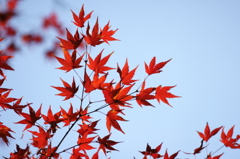 ２０１３　紅葉８