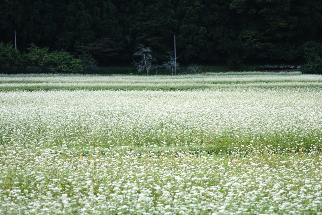 蕎麦　DSCDSC08844