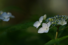 紫陽花DSC00103