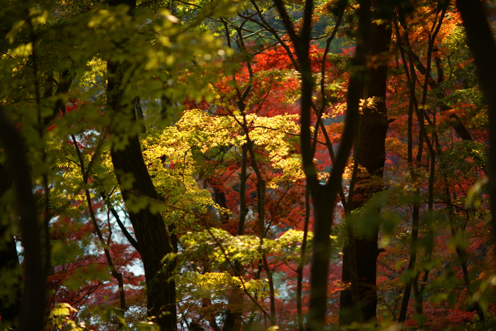 紅葉　DSC05708